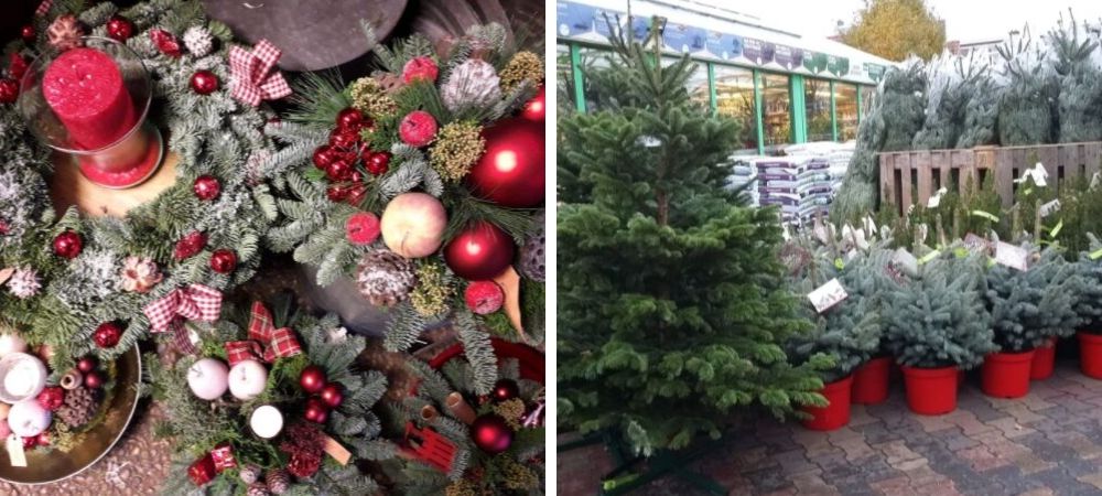 zaad vroegrijp Aarzelen Kerstbomen - Tuincentrum Nieuw Hanenburg te Den Haag