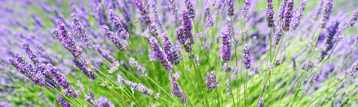 Ontdek alles over Lavendel