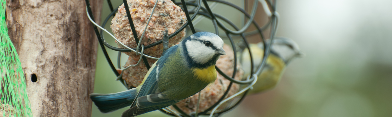 Vogels in de tuin