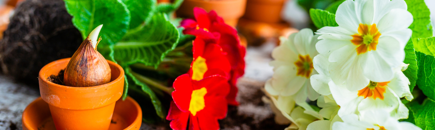 Laat het voorjaar maar komen!